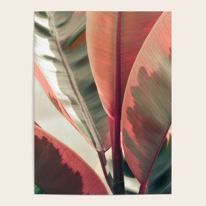 Beautiful Leaves Poster Gallery Image 4