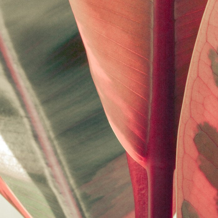 Beautiful Leaves Coffee Mug Gallery Image 2
