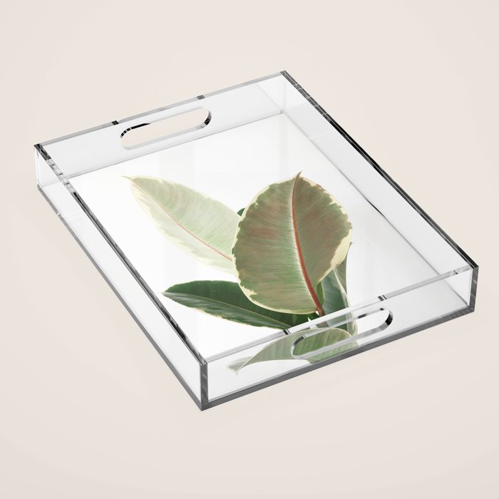 Ficus Teneke Acrylic Tray Gallery Image 1