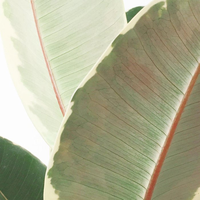 Ficus Teneke Coffee Mug Gallery Image 2