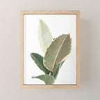 Ficus Teneke Mini Art Print Gallery Image 1