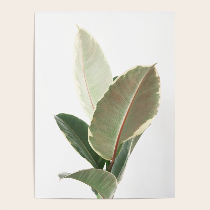 Ficus Teneke Poster Gallery Image 4