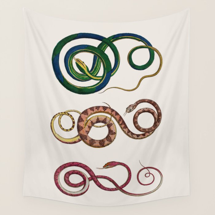 Albertus Seba Three Snakes Illustration  Wall Tapestry Gallery Image 4