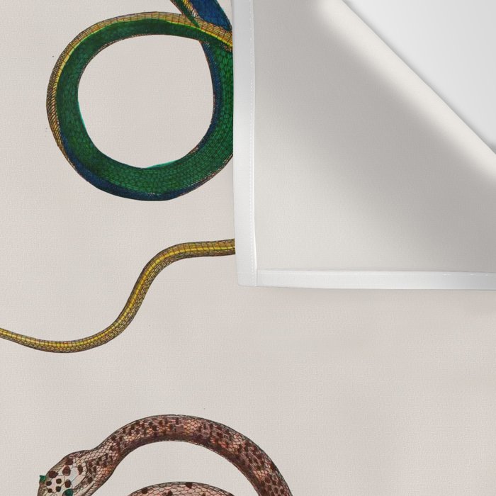 Albertus Seba Three Snakes Illustration  Wall Tapestry Gallery Image 3