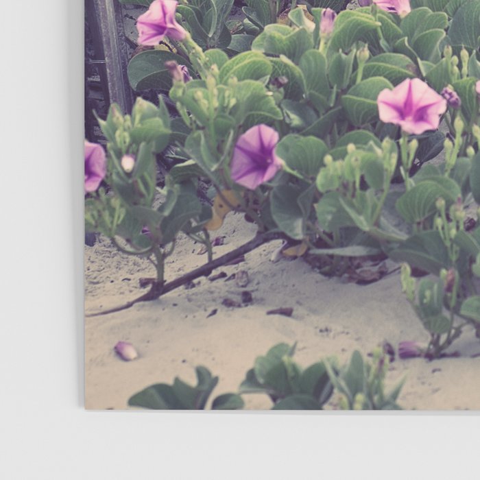 Mornings at the Beach Poster Gallery Image 3