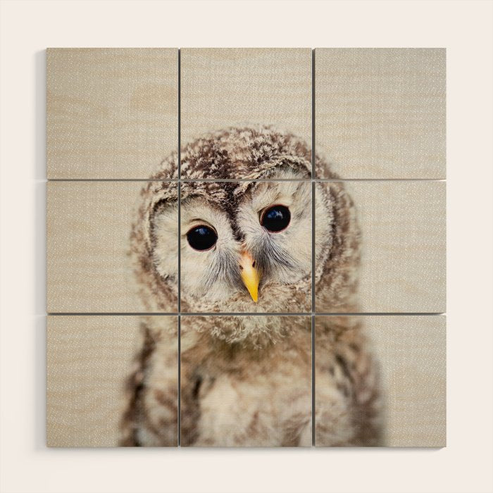 Baby Owl - Colorful Wood Wall Art Gallery Image 1