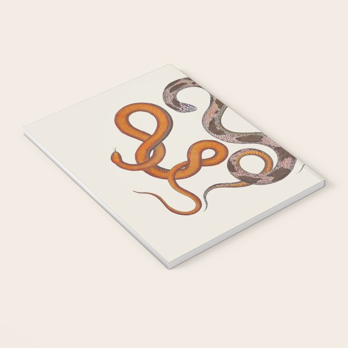 Albertus SEBA four snake scales  Notebook Gallery Image 3