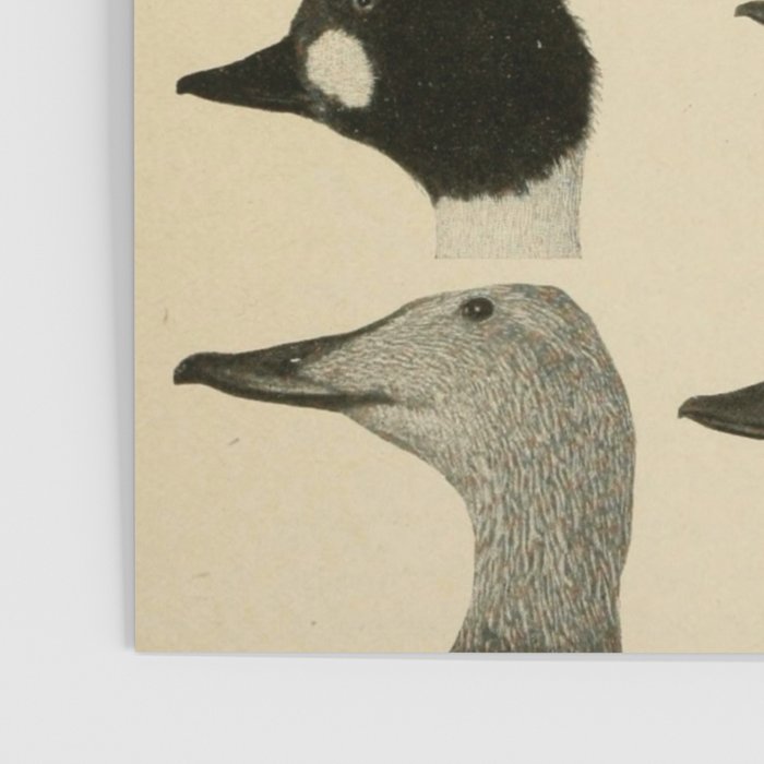 Vintage Duck Heads Poster Gallery Image 3