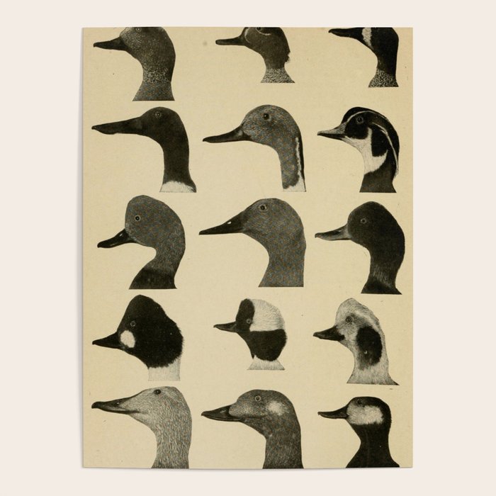 Vintage Duck Heads Poster