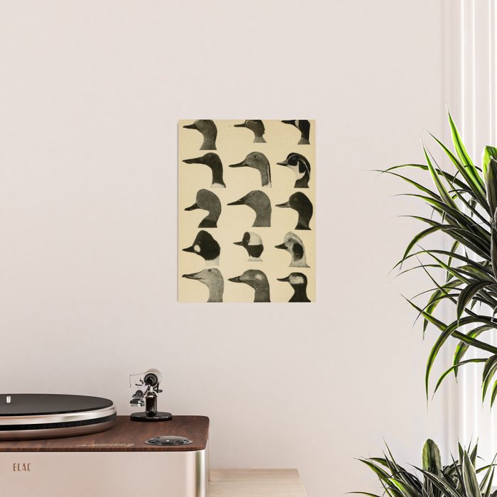 Vintage Duck Heads Poster Gallery Image 2
