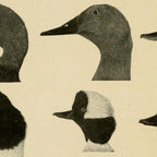 Vintage Duck Heads Coffee Mug Gallery Image 2