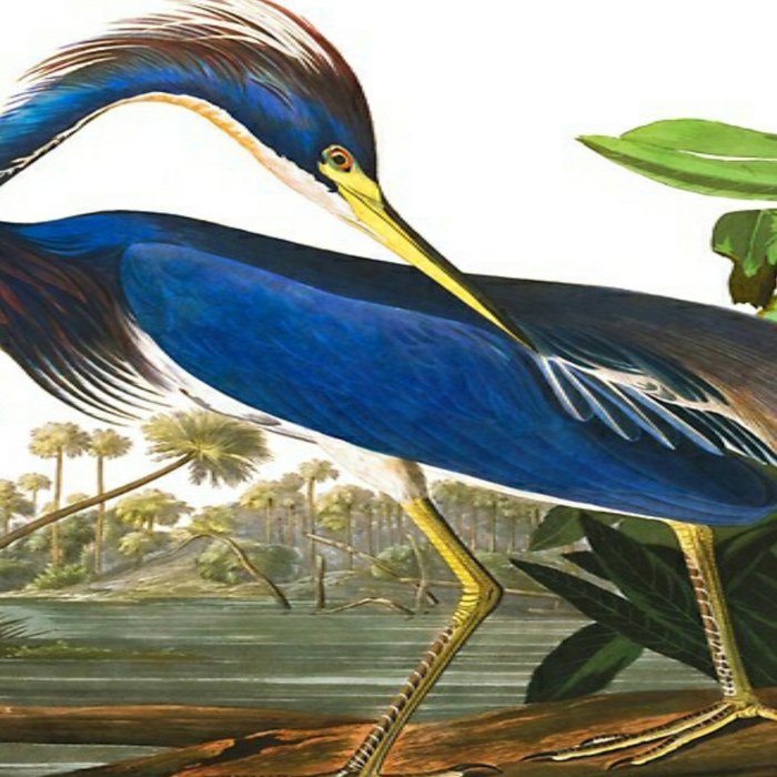 John James Audubon - Louisiana Heron Coffee Mug Gallery Image 2