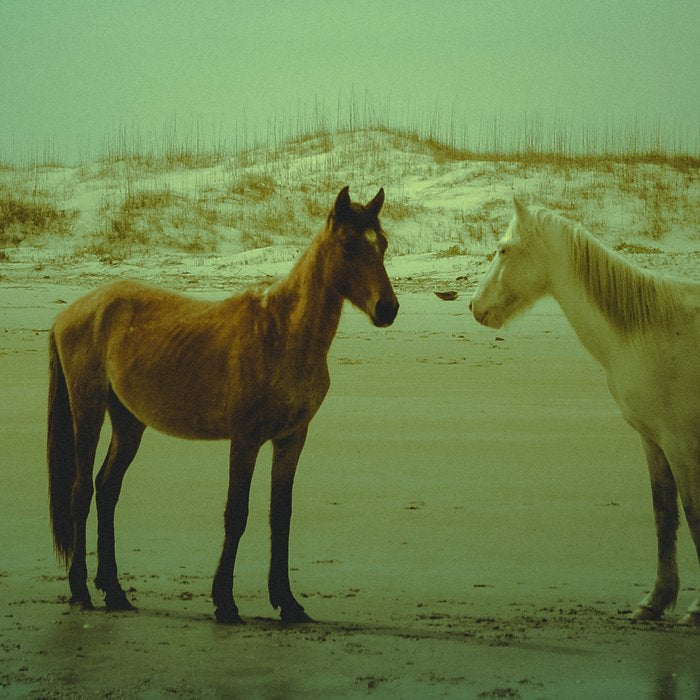 Wild Horses of Cumberland Island Coffee Mug Gallery Image 2