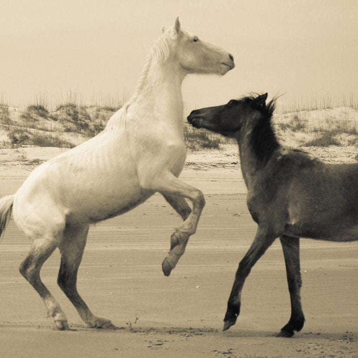 Wild Horses 2 Coffee Mug Gallery Image 2