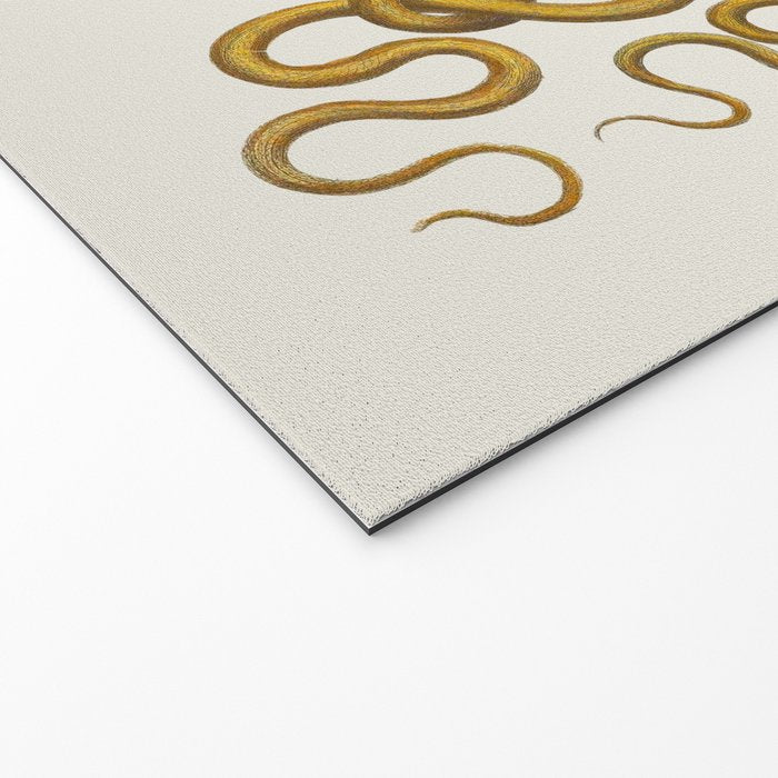 Vipers Aspis hugyi Serpentes Shinus molle Poster Print by Albertus SEBA Welcome Mat Gallery Image 2