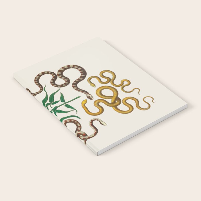 Vipers Aspis hugyi Serpentes Shinus molle Poster Print by Albertus SEBA Notebook Gallery Image 1