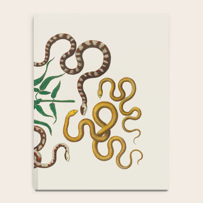 Vipers Aspis hugyi Serpentes Shinus molle Poster Print by Albertus SEBA Notebook Gallery Image 4