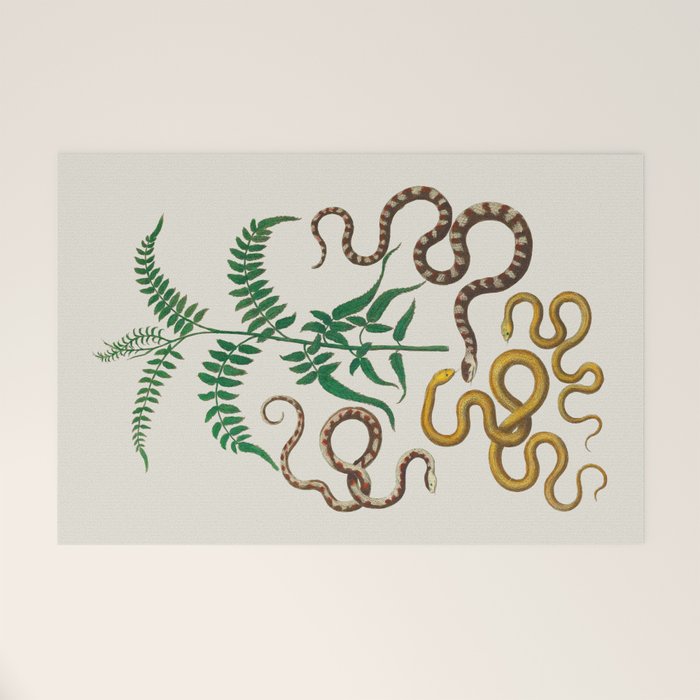 Vipers Aspis hugyi Serpentes Shinus molle Poster Print by Albertus SEBA Welcome Mat Gallery Image 1