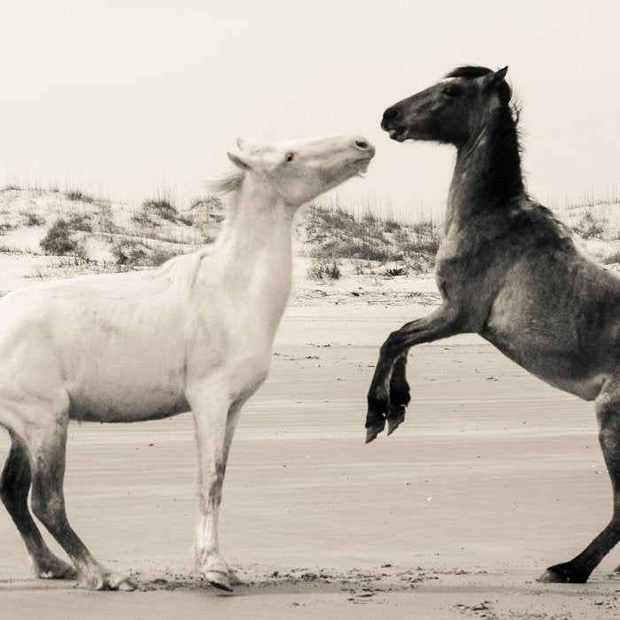 Wild Horses 4 - Black and White Coffee Mug Gallery Image 2
