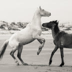Wild Horses 5 - Black and White Coffee Mug Gallery Image 2