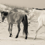Wild Horses 6 - Black and White Coffee Mug Gallery Image 2
