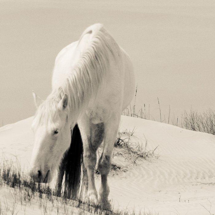 Wild Horses 7 - Black and White Coffee Mug Gallery Image 2
