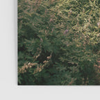 Through the Woods II Poster Gallery Image 3