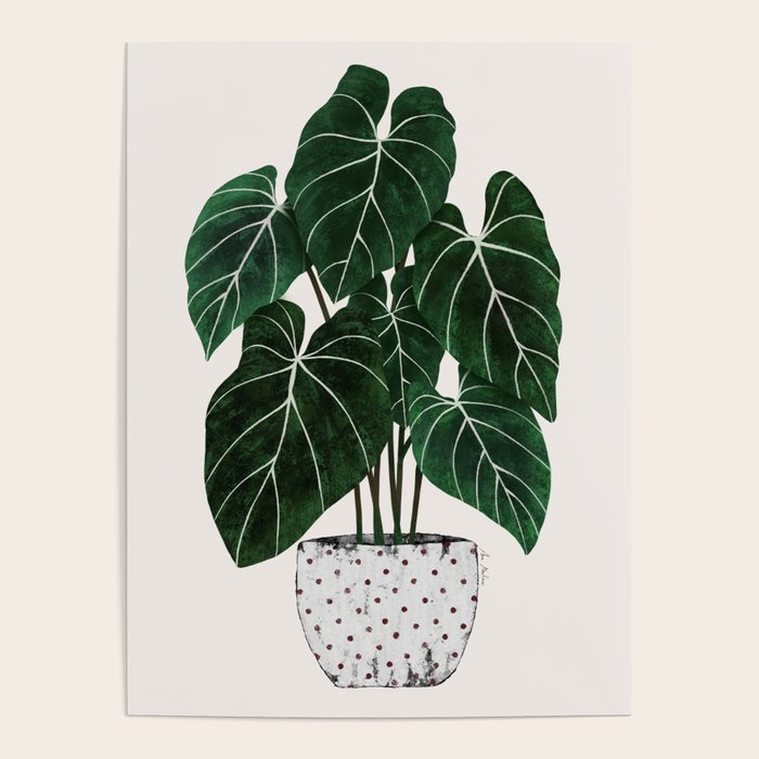 philodendron pot plant Poster Gallery Image 4