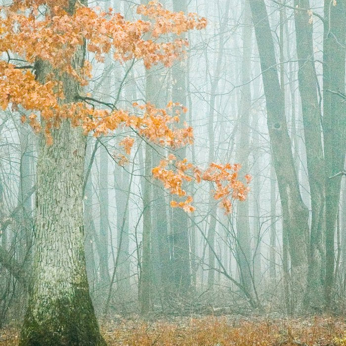 Autumn Woods Coffee Mug Gallery Image 2