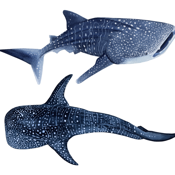 TWO WHALE SHARK Coffee Mug Gallery Image 2