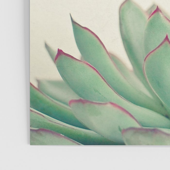 Echeveria Poster Gallery Image 3