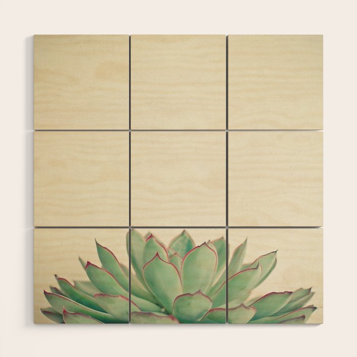 Echeveria Wood Wall Art Gallery Image 1