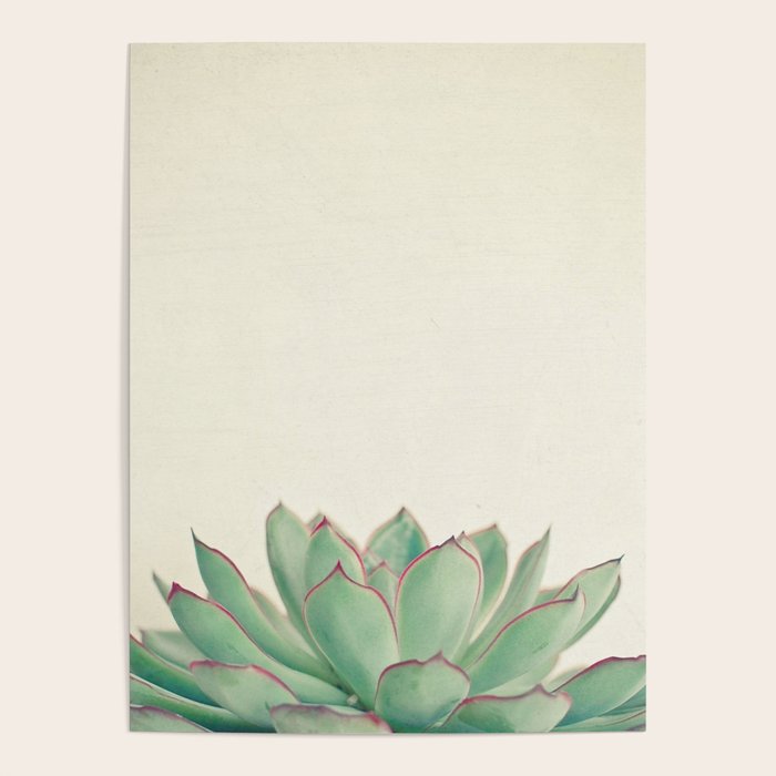 Echeveria Poster Gallery Image 4
