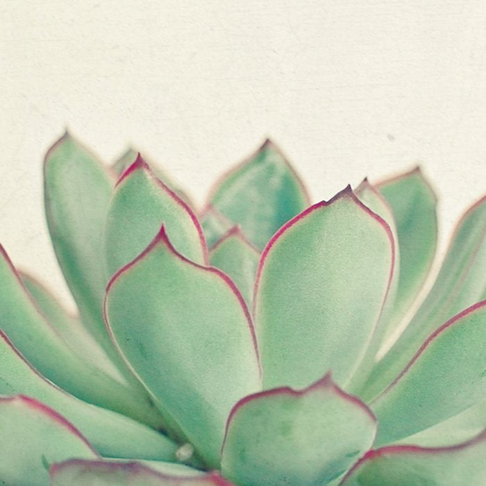 Echeveria Coffee Mug Gallery Image 2