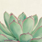 Echeveria Coffee Mug Gallery Image 2
