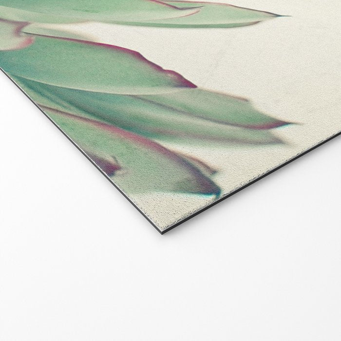 Echeveria Welcome Mat Gallery Image 2