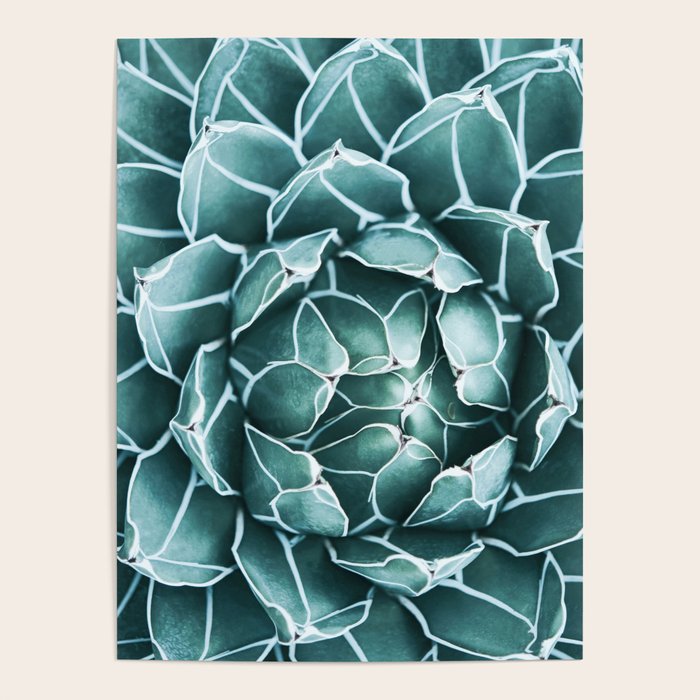 Succulent bloom Poster Gallery Image 1