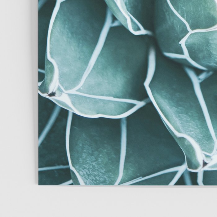 Succulent bloom Poster Gallery Image 3
