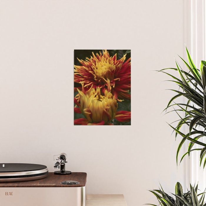 Solar Flare - dahlia photograph botanical art print flowers autumn fall Poster Gallery Image 2