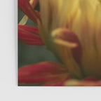Solar Flare - dahlia photograph botanical art print flowers autumn fall Poster Gallery Image 3