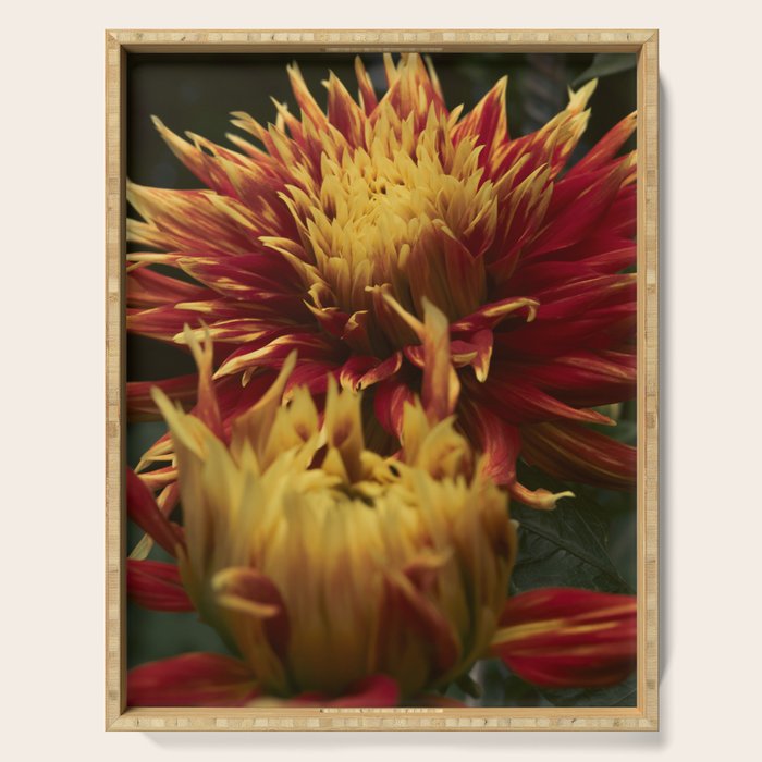 Solar Flare - dahlia photograph botanical art print flowers autumn fall Serving Tray Gallery Image 1