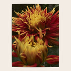 Solar Flare - dahlia photograph botanical art print flowers autumn fall Poster Gallery Image 4