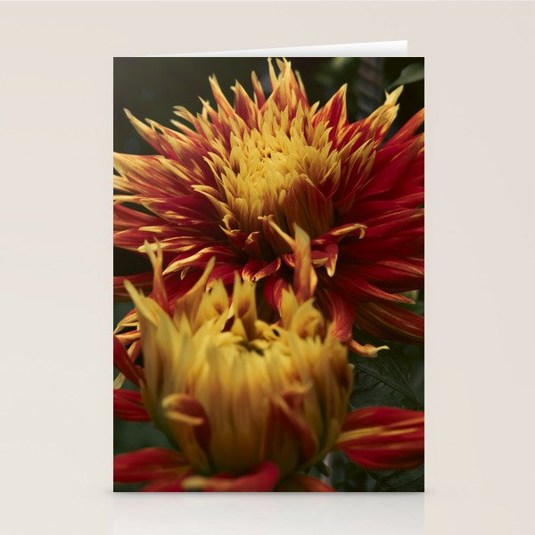 Solar Flare - dahlia photograph botanical art print flowers autumn fall Stationery Card Gallery Image 1