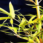 Bamboo On Black Coffee Mug Gallery Image 2