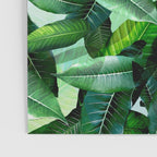 Banana palm leaf tropical jungle green Poster Gallery Image 3