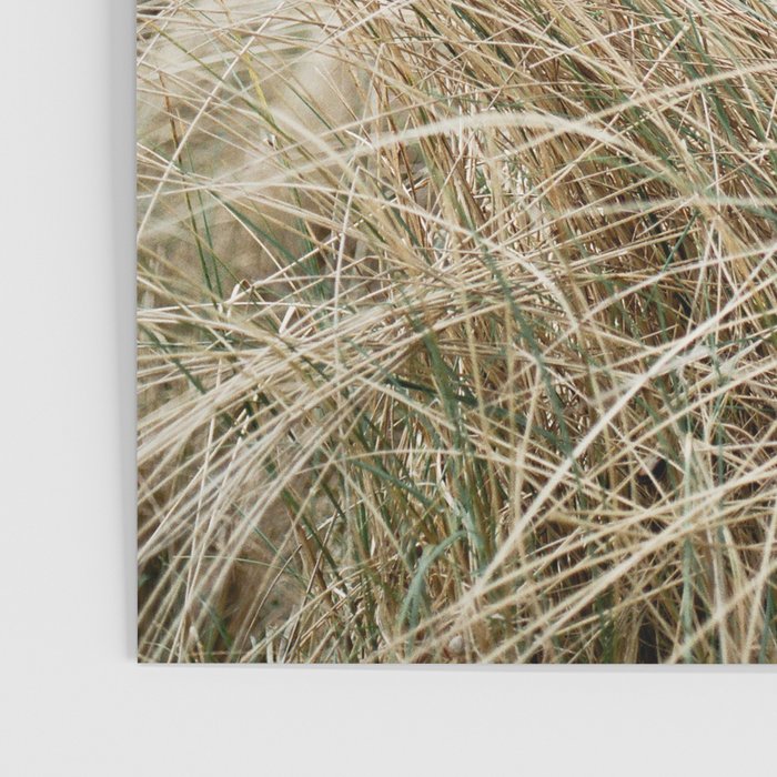 Dune grass | Ireland travel photogragraphy print | At the beach Poster Gallery Image 3