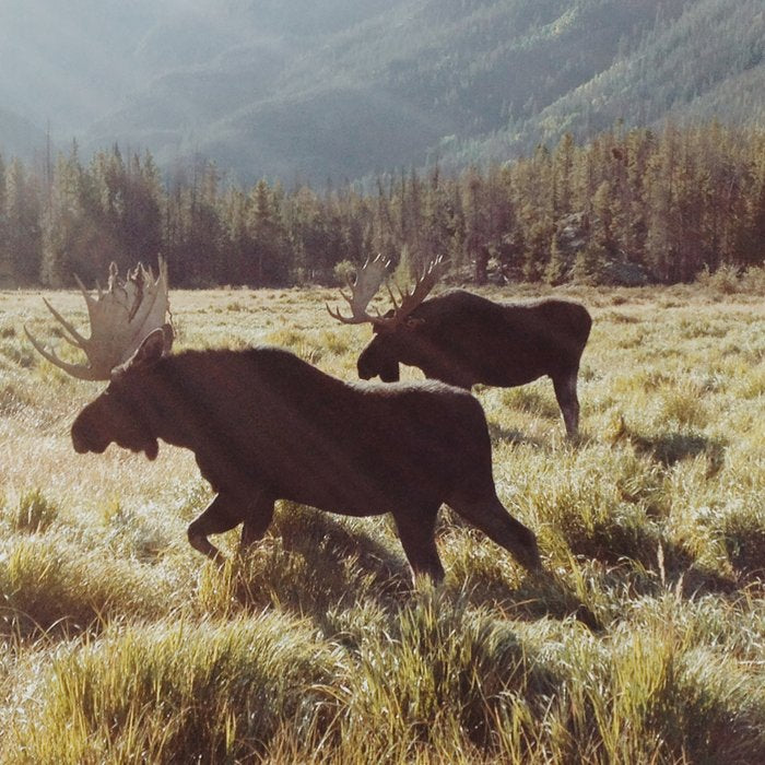 Three Meadow Moose Coffee Mug Gallery Image 2