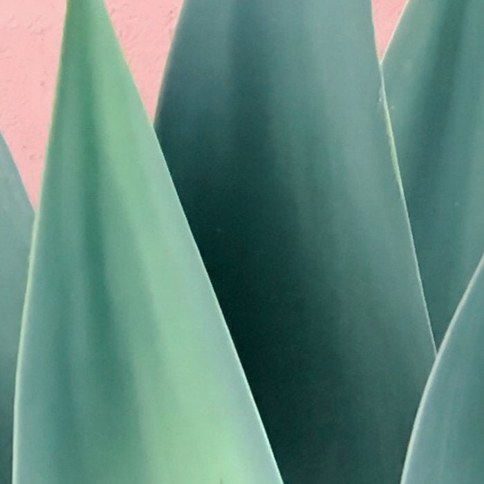 Agave crown Coffee Mug Gallery Image 2