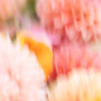 Moving flowers - Abstract Floral Photography | Square Coffee Mug Gallery Image 2