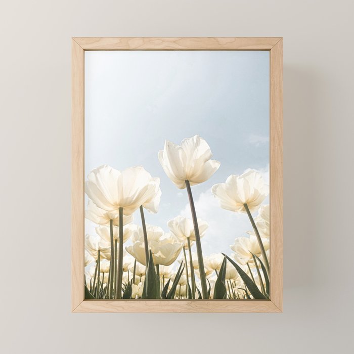 White Tulips In Spring In Holland Photo | Dutch Flowers Art Print |  Europe Travel Photography Mini Art Print Gallery Image 1